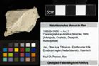 Foto (Objekt + Etiketten) von Cracensigillatus acutirostrus (Moericke, 1889)